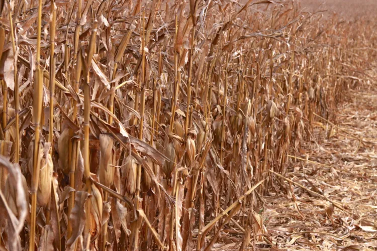 Crop condition dips slightly as Iowa farmers face another wet week
